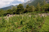 20120731_103315 Coltivazioni di frutti di bosco.jpg